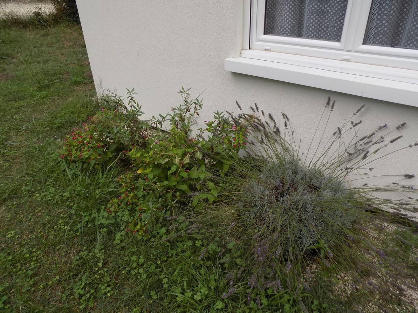 Meschers Sur Gironde - Agreable Maison Au Calme - Grand Jardin - Foret Dış mekan fotoğraf